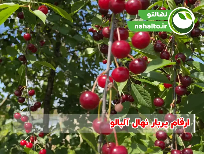 بهترین ارقام نهال آلبالو