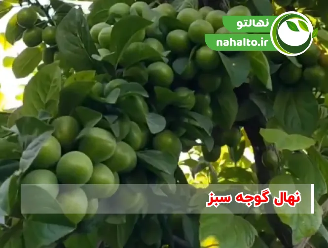 انواع ارقام نهال گوجه سبز