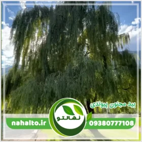 خرید نهال بیدمجنون پیوندی