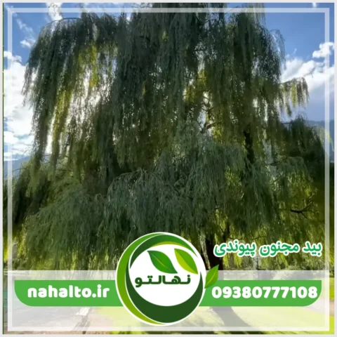 خرید نهال بیدمجنون پیوندی