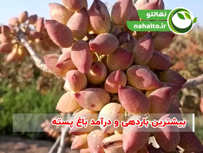 بیشترین درآمد زمین پسته