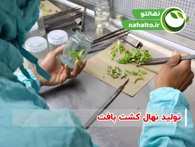 طریقه تکثیر نهال به روش کشت بافت