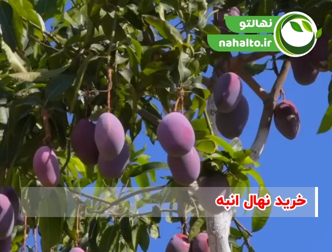 خرید نهال انبه