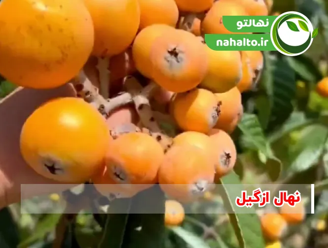 خرید نهال ازگیل