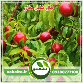 خرید نهال شلیل مغان