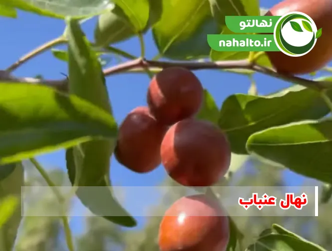 نهال عناب
