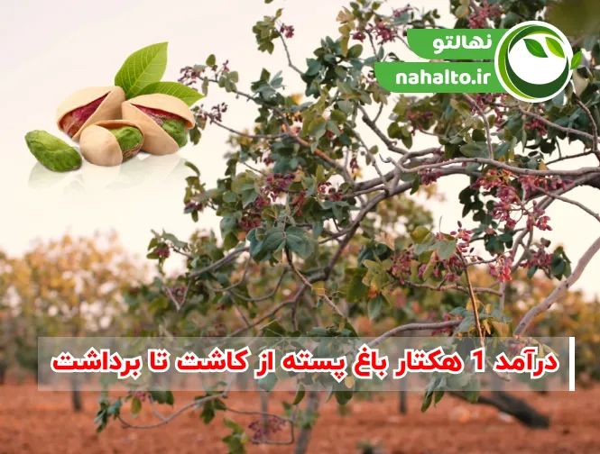 درآمد یک هکتار باغ پسته چقدر است؟ (محاسبه کامل هزینه و سود)