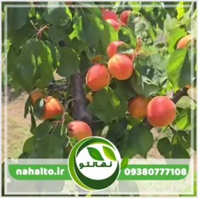 خرید نهال زردآلو عسگرآباد