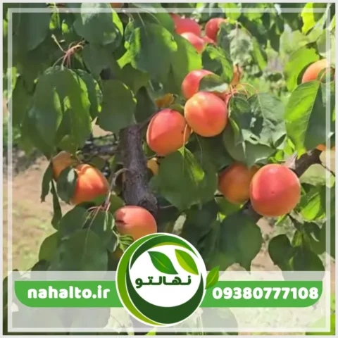 خرید نهال زردآلو عسگرآباد