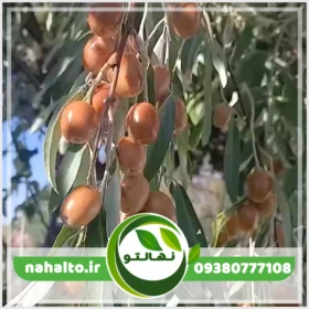 خرید نهال سنجد حاج حسینی