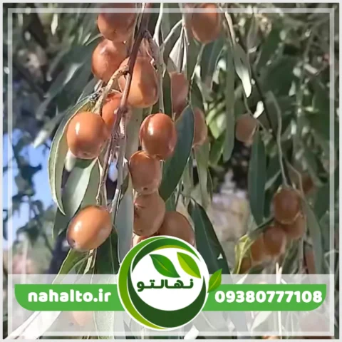 خرید نهال سنجد حاج حسینی