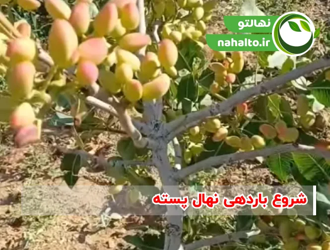 شروع باردهی نهال پسته