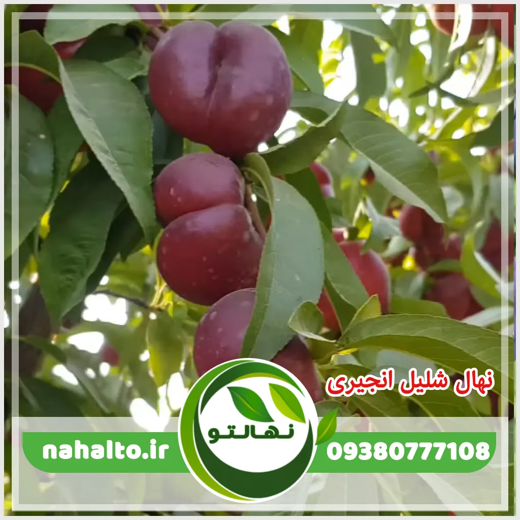 عکس نهال شلیل انجیری