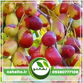 خرید نهال عناب اوکراینی