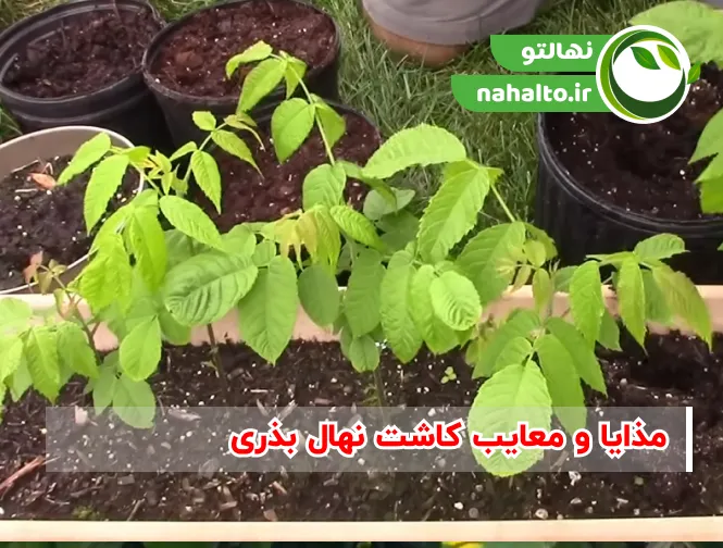 مذایا و معایب نهال بذری