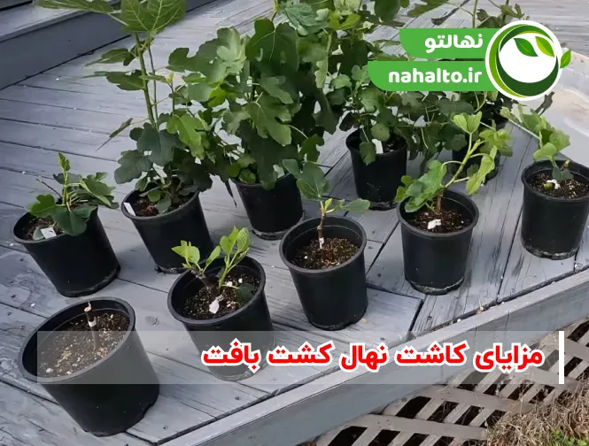 مزایای نهال کشت بافت