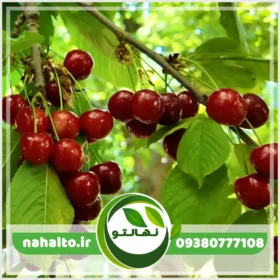 خرید نهال آلبالو مجاری