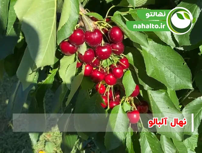 خرید نهال آلبالو