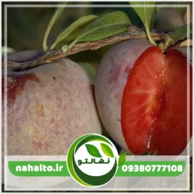 نهال آلو خاکی