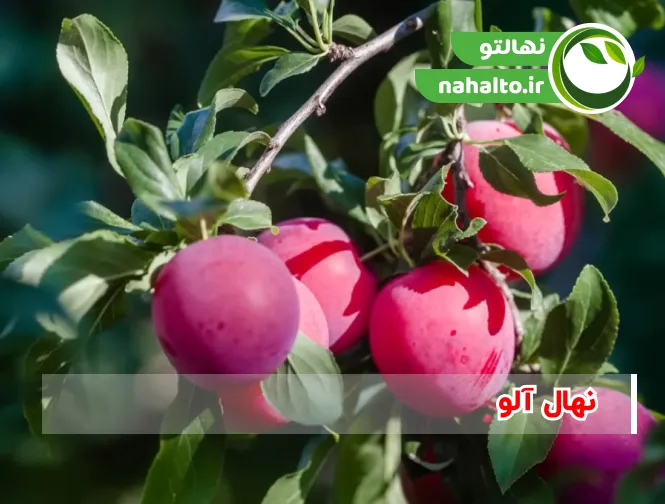 خرید نهال آلو