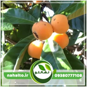 خرید نهال ازگیل ژاپنی (Loquat)