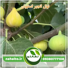 خرید نهال انجیر استهبان