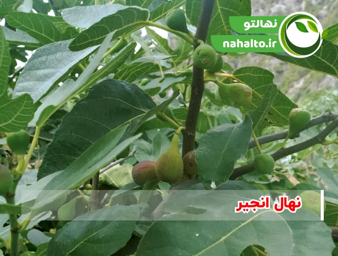 خرید نهال انجیر
