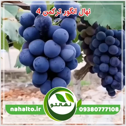 نهال انگور ترکمن 4