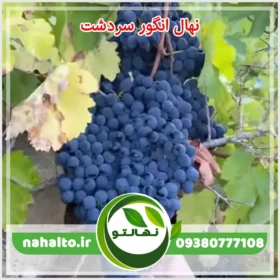 خرید نهال انگور سردشت