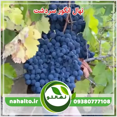 خرید نهال انگور سردشت