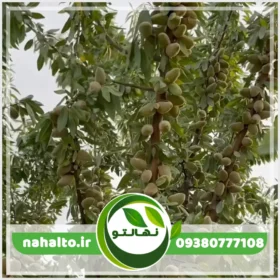 خرید نهال بادام تلخ