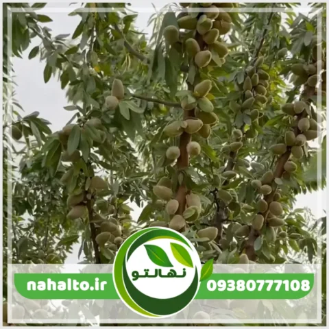 خرید نهال بادام تلخ