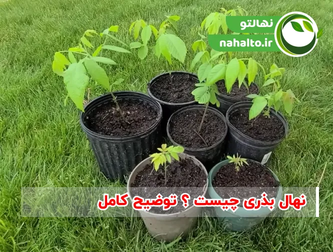 نهال بذری چیست ؟ توضیح کامل با زبان ساده و علمی