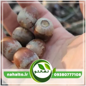 خرید نهال بلوط قرمز