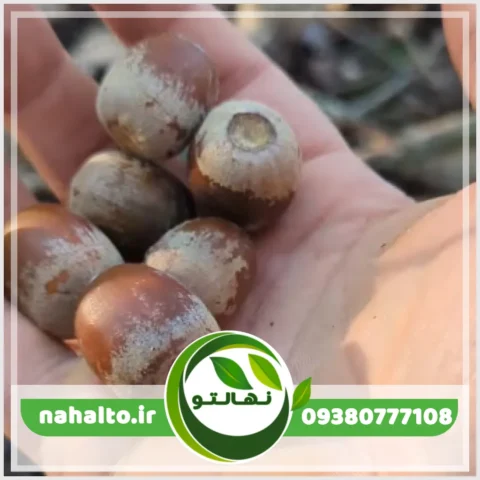 خرید نهال بلوط قرمز