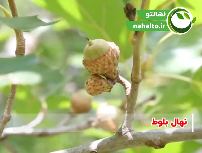 خرید نهال بلوط