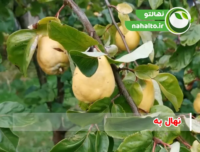 بهترین ارقام نهال به