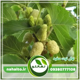 خرید نهال توت سفید