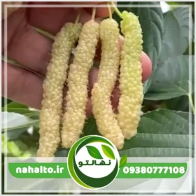 خرید نهال توت موزی