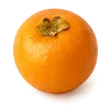 نهال خرمالو