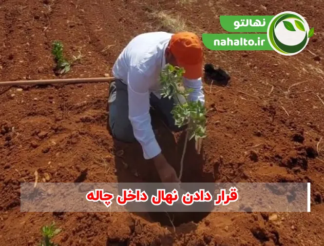قرار دادن نهال در چاله