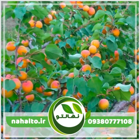 خرید نهال زردآلو قیسی