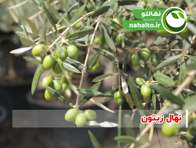 خرید نهال زیتون 