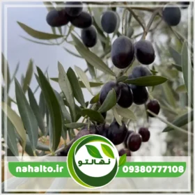 خرید نهال زیتون سیاه