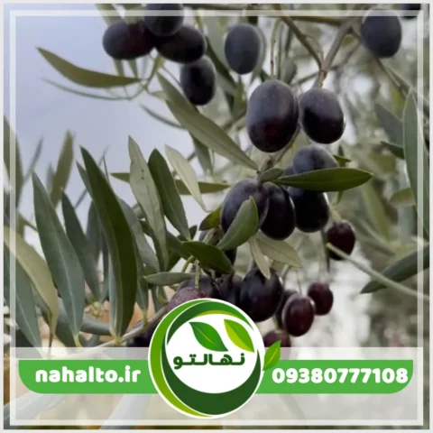 خرید نهال زیتون سیاه