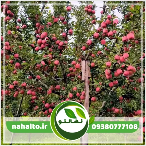 خرید نهال سیب عروس