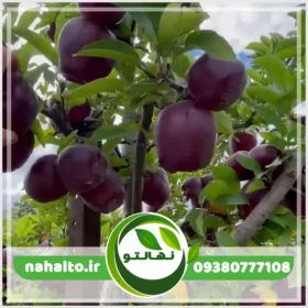 نهال سیب میراکل