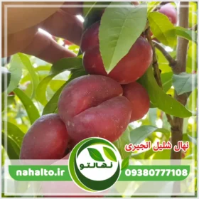 خرید نهال شلیل انجیری