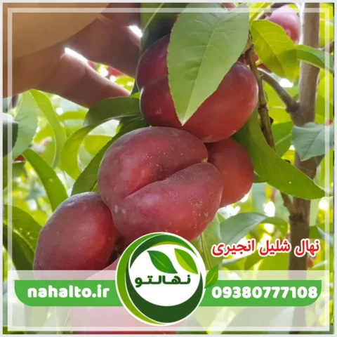 خرید نهال شلیل انجیری