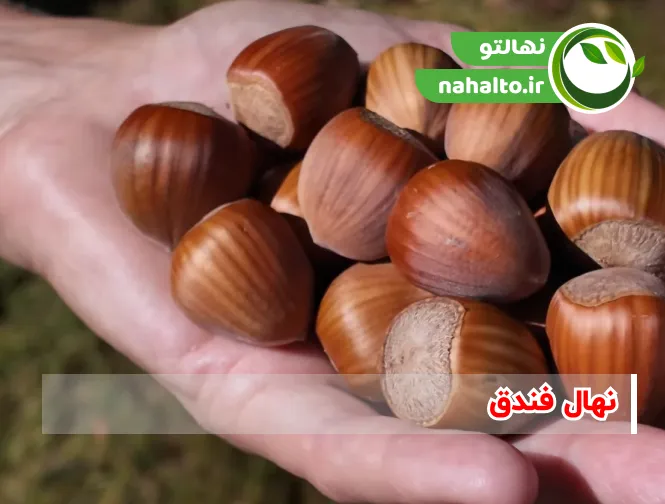 خرید نهال فندق